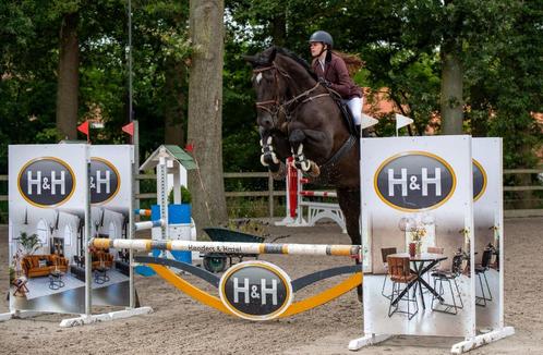 Super toffe merrie met potentie, Dieren en Toebehoren, Paarden, Merrie, M, 175 cm of meer, 7 tot 10 jaar, Springpaard, Met stamboom