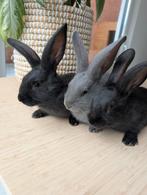 tamme Vlaamse Reusjes, Dieren en Toebehoren, Konijnen