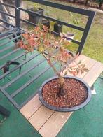 1 hemelse bamboe, Tuin en Terras, Ophalen