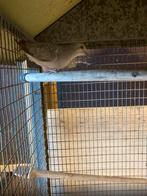 Diamantduifje, Dieren en Toebehoren, Vogels | Duiven