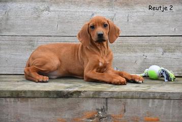Rhodesian Ridgeback pup beschikbaar voor biedingen