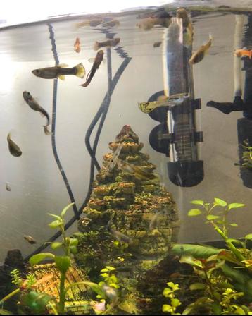 aquarium visjes guppies + garnalen beschikbaar voor biedingen