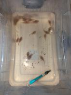 18st albino ancistrus, Dieren en Toebehoren