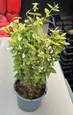 110x  Euonymus fort. Emerald ‘n’ Gold in pot, Ophalen of Verzenden, Vaste plant