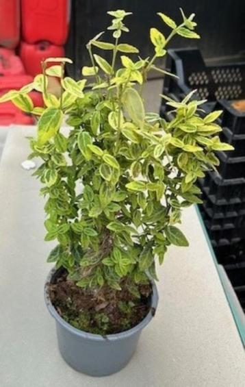110x  Euonymus fort. Emerald ‘n’ Gold in pot beschikbaar voor biedingen