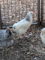 Sussex legkippen, Dieren en Toebehoren, Pluimvee