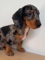 Encore 2 beaux chiots teckels prêts pour le départ  !, Poils courts, Plusieurs, Belgique, Plusieurs animaux
