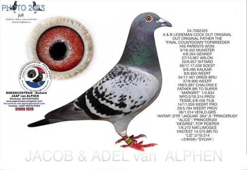 Postduif nr325 M, Dieren en Toebehoren, Vogels | Duiven, Postduif