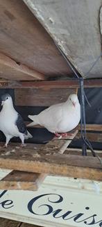 Afghaansr duiven, Dieren en Toebehoren, Vogels | Duiven, Meerdere dieren, Overige soorten