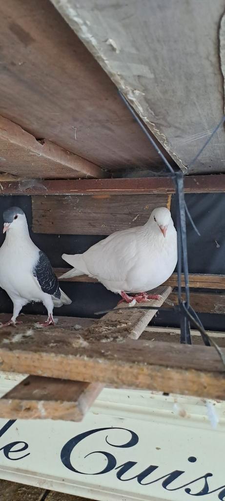 Afghaansr duiven, Dieren en Toebehoren, Vogels | Duiven, Overige soorten, Meerdere dieren