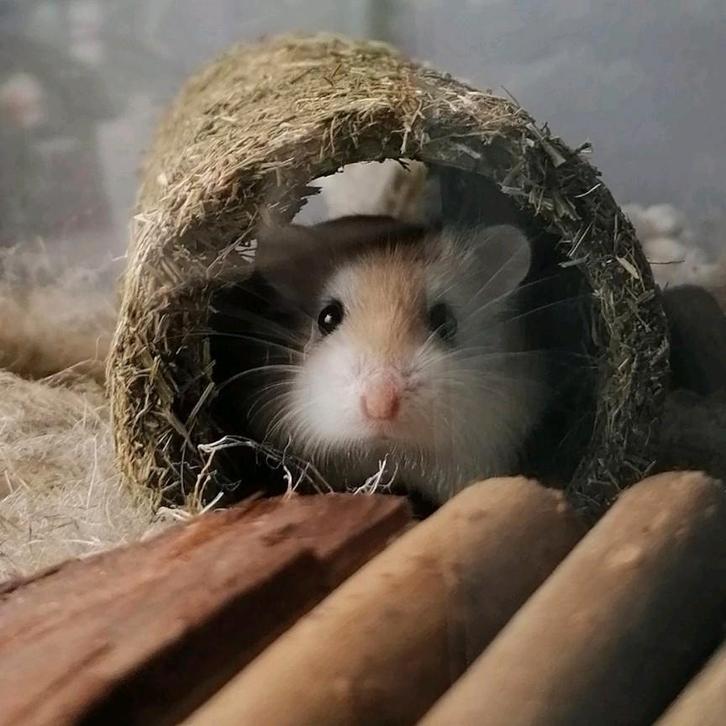 Knaagdieren en konijnen oppas aangeboden, Dieren en Toebehoren, Knaagdieren, April