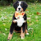 Berner Sennen pups (reuen) Lieve reuzen te koop, 15 weken tot 1 jaar, Buitenland, CDV (hondenziekte), Meerdere