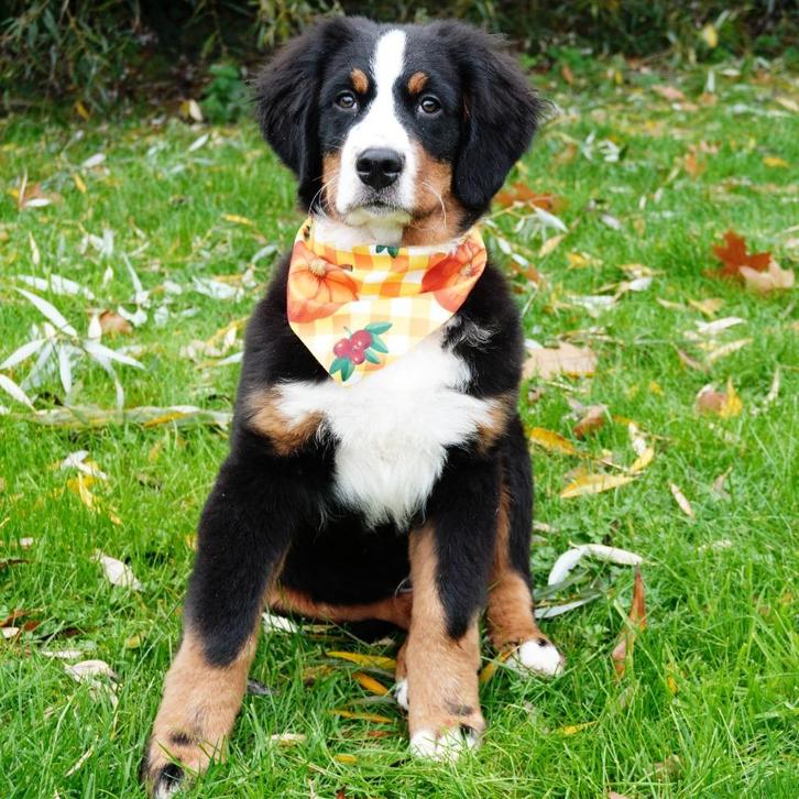 Berner Sennen pups (reuen) Lieve reuzen te koop, Dieren en Toebehoren, Honden | Bulldogs, Pinschers en Molossers, Reu, Overige rassen