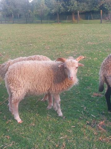 Witte ouessant rammen zoeken goede thuis