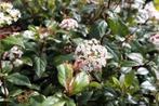 Viburnum / Sneeuwbal, Tuin en Terras, Ophalen of Verzenden, Struik