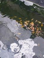 australische koi s  mix en japanse koi s, Dieren en Toebehoren, Vissen | Vijvervissen, Karper of Koi