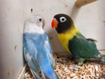 Agapornis Fischeri & personata beschikbaar voor biedingen