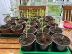 Biologische tomatenplanten met overschot aan COEUR DE BOEUF, Tuin en Terras, Bloembollen en Zaden, Voorjaar, Ophalen, Volle zon