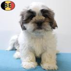 Shih Tzu - Belgische pups, België, CDV (hondenziekte), 8 tot 15 weken, Meerdere