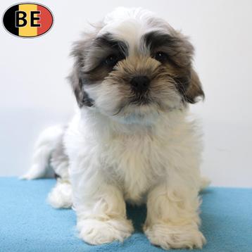 Shih Tzu - Belgische pups  beschikbaar voor biedingen