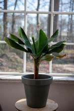 Bananenplant te koop, Ophalen