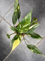 Lepelplant variegata, Ophalen of Verzenden