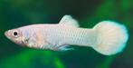 Guppy Snow white, Vis, Zoetwatervis