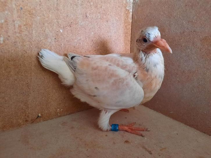 Paire de jeunes oiseaux (pointillés), Animaux & Accessoires, Oiseaux | Pigeons