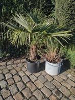 Winterharde palmboom, Tuin en Terras, Planten | Bomen, Ophalen, In pot, Palmboom
