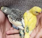 Grasparkieten jonge vogels. 10€/st