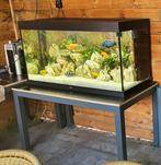 Malawi aquarium, Animaux & Accessoires, Poissons | Aquariums & Accessoires, Enlèvement, Comme neuf, Aquarium d'eau douce rempli