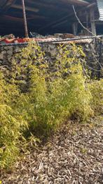 Bamboe bamboe ( fargesia), Vaste plant, Overige soorten, Ophalen