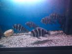 Frontosa groep van 5, Dieren en Toebehoren, Vissen | Aquariumvissen, Vis, Zoetwatervis, Schoolvis