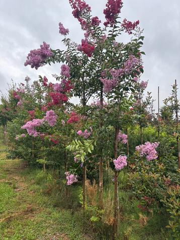 Lagerstroemia hoogstam, 300 cm hoog beschikbaar voor biedingen