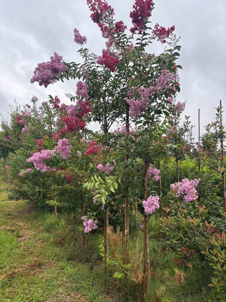 Lagerstroemia hoogstam, 300 cm hoog, Tuin en Terras, Planten | Bomen, Ophalen