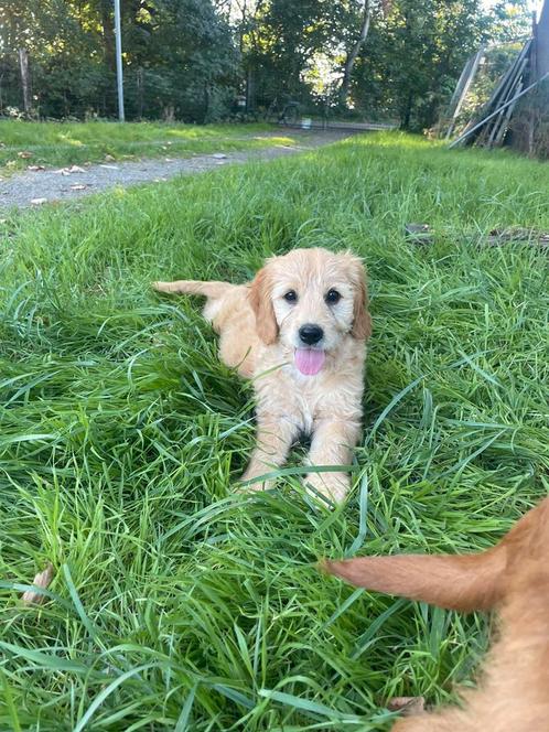 Mooi goldendoodle teefje pup!, Dieren en Toebehoren, Honden | Retrievers, Spaniëls en Waterhonden, Meerdere dieren, Golden retriever