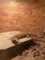 Varanus acanthurus broedpaar, Dieren en Toebehoren, Reptielen en Amfibieën, Hagedis, 3 tot 6 jaar