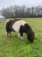 Mooie NSPS Stamboek merries, Dieren en Toebehoren, Merrie