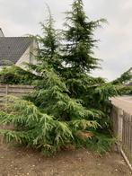 Planten / boompjes, Tuin en Terras, Planten | Bomen, Ophalen