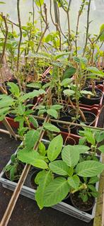 Verschillende soorten trompetplanten, Ophalen