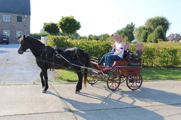 Calèche à vendre, Comme neuf, Wagonette, Cheval ou Poney