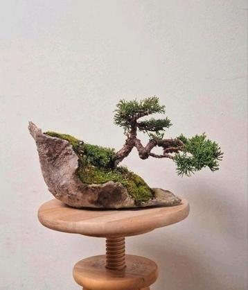 Prachtige Juniperus chinensis, veiling Italië beschikbaar voor biedingen