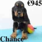''Chance'' Engelse Cocker Black and Tan -pup te koop(Belg), Dieren en Toebehoren, CDV (hondenziekte), België, Reu, Handelaar