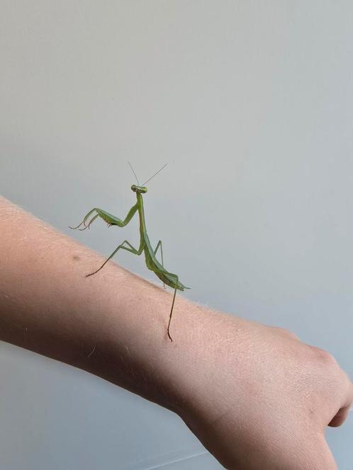 Bidsprinkhanen, Dieren en Toebehoren, Insecten en Spinnen