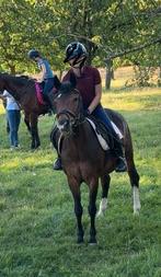 Paard te koop gezocht, Dieren en Toebehoren, Paarden