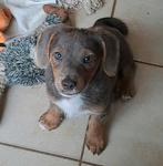 Lieve jack russell pups op boerderij geboren ouders aanw, Dieren en Toebehoren, Honden | Jack Russells en Terriërs, België, Jack Russell Terriër