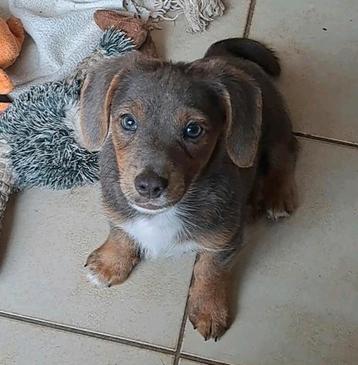 Lieve jack russell pups op boerderij geboren ouders aanw  beschikbaar voor biedingen