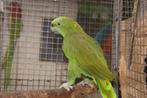 GEELNEK AMAZONE, Dieren en Toebehoren, Mannelijk, Papegaai, Geringd