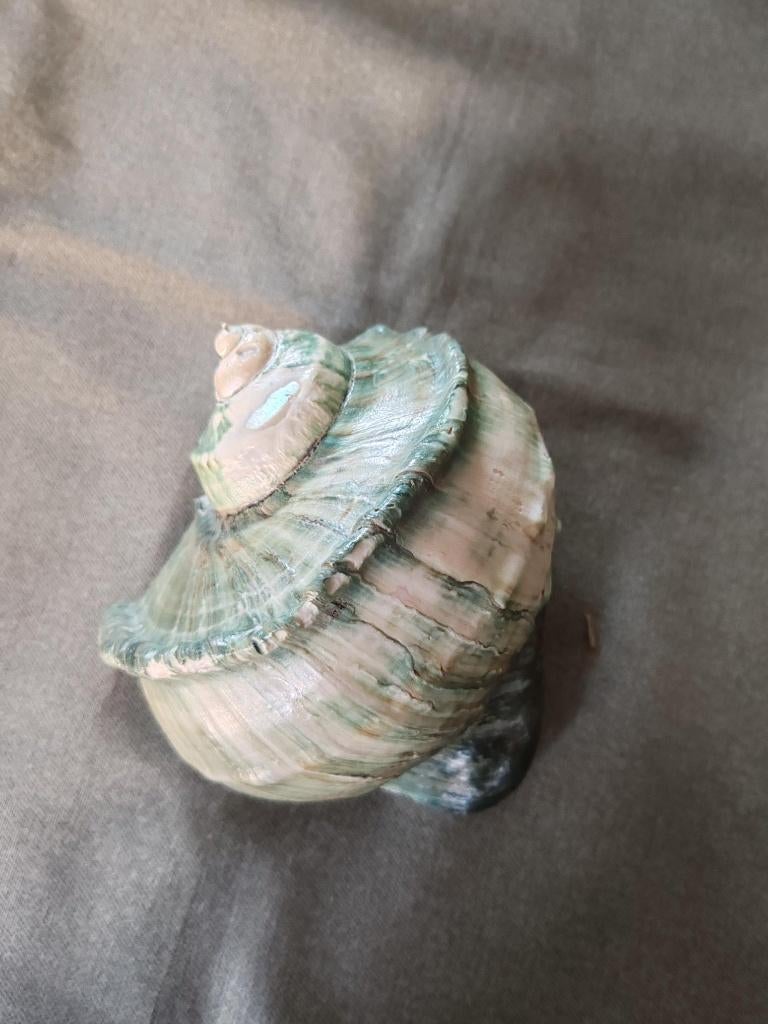 coquillage, Ophalen, Schelp(en)