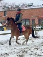 Brave lieve D pony, Dieren en Toebehoren, Merrie, B, Gechipt, 3 tot 6 jaar